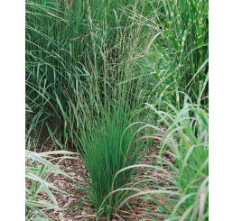 Molinia caerulea ´Heidebraut´ / Bezkolenec, K9