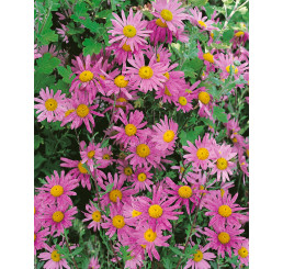 Dendranthema rubellum (Chrysanthemum). ´Clara Curtis´ / Chryzantéma, K9