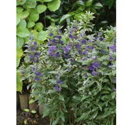 Caryopteris cland. ´Grand Blue´ / Bradavec, 30-40 cm, C2