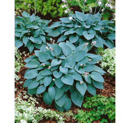 Hosta tardiana ´Halcyon´ / Hosta / Funkia, K9