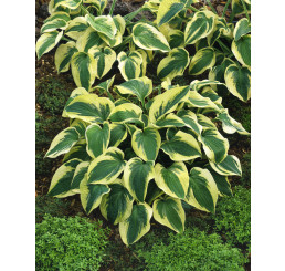Hosta 'Mama Mia' / Funkia, C2