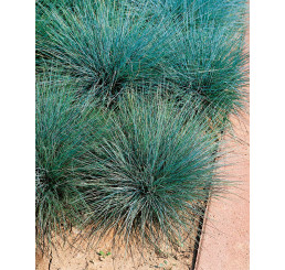 Festuca cinerea ´Blauglut´ / Kostrava sivá, K9