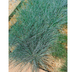 Festuca cinerea ´Azurit´ / Kostrava sivá, K9