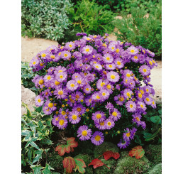 Aster novi belgii ´Dauerblau´ / Astra novobelgická modrá, K9