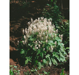Tiarella wherryi / Tiarela, K9