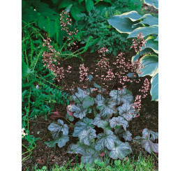 Heuchera americana ´Dale´ / Heuchera americká, K9