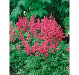 Astilbe japonica 'Köln' / Astilba japonská, K9