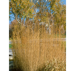 Phragmites australis / Trsť obyčajná, K9