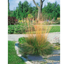 Festuca amethystina / Kostrava ametystová, K9
