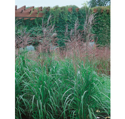 Miscanthus sinensis ´Purpurascens´ / Ozdobnica čínska, 30 - 40 cm, C1,5
