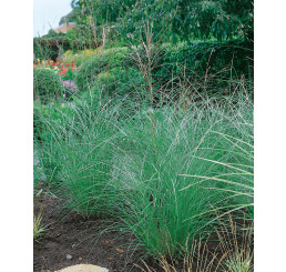 Miscanthus sinensis ´Kleine Silberspine´ / Ozdobnica čínska striebornoružová, K11
