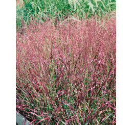 Panicum virgatum ´Shenandoah´ / Proso, K9