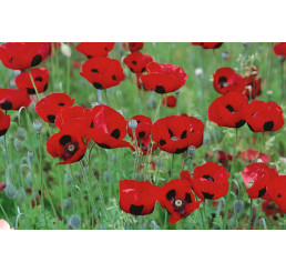 Papaver orientale ´Brillant´ / Mak východný, K9
