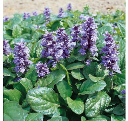 Ajuga reptans 'Catlin's Giant' / Zbehovec plazivý, K9