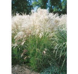 Miscanthus sinensis ´Malepartus´ / Ozdobnica čínska, C1,5