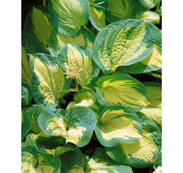 Hosta hybrid ´Great Expectations´ / Funkia, C1