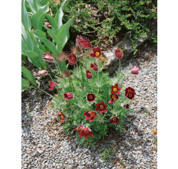 Pulsatilla vulgaris ´Rote Glocke´ / Poniklec jarný bordový, K9