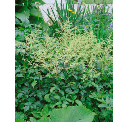Astilbe arendsii ´Brautschleier´ / Astilba, C3
