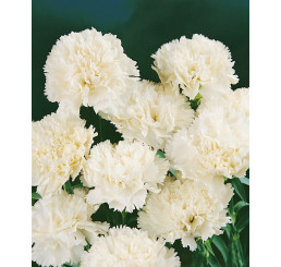Dianthus ´Perfume Pinks® ´Memories´ / Voňavý klinček, bal. 6 ks, 6x K7