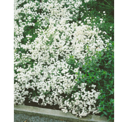 Achillea ptarmica ´The Pearl´ / Rebríček, K9