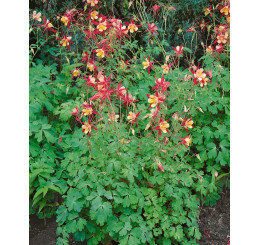 Aquilegia caerulea Koralle / Orlíček, K9