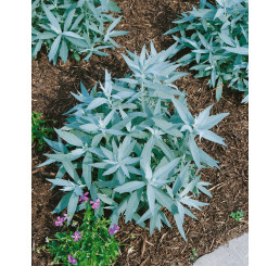 Artemisia absinthium 'Lambrook Silver' / Palina pravá, absint, K9