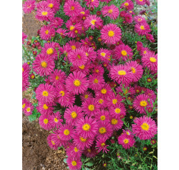 Aster novi-belgii 'Karminkuppel' / Astra novobelgická, K9