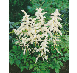 Astilbe japonica 'Deutschland' / Astilba japonská, K9