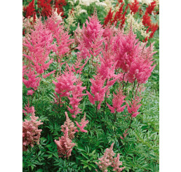 Astilbe japonica 'Rheinland' / Astilba japonská, C1,5