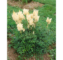 Astilbe arendsii ´White Gloria´ / Astilba biela, C1