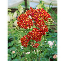 Achillea millefolium ´Paprika´ / Červený rebríček, K9