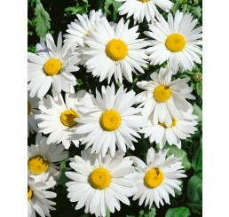 Leucanthemum max. / Margaréta veľkoúb. ´SHASTA DAISY´, bal. 0,8 g