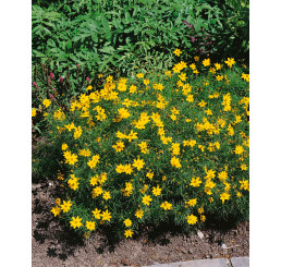 Coreopsis verticillata ´Zagreb´ / Kráska praslenová, C1