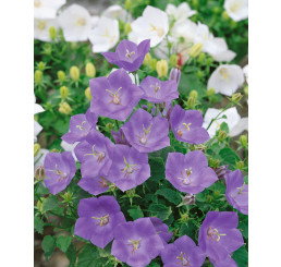 Campanula carpatica ´Clips Blue´ / Zvonček karpatský modrý, K9