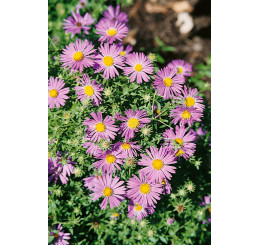 Aster oblongifolius / Aromatická astra / Symphyotrichum oblongifolium, K9