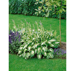 Hosta ´Mediovariegata´ / Hosta / Funkia, C1