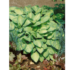 Hosta ´Gold Standard´ / Hosta / Funkia, C1,5