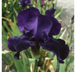 Iris germanica ´Night Owl´ / Kosatec nemecký, I.