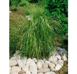 Spartina pectinata ´Aureomarginata´, 30 - 40 cm, C1,5