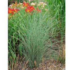 Miscanthus sinensis ´Morning Light´ / Ozdobnica čínska, C1