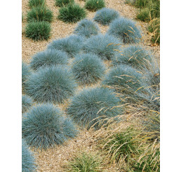 Festuca cinerea ´Azurit´ / Kostrava sivá, K9