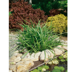 Carex pendula / Ostrica previsnutá, C1,5