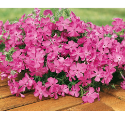 Phlox sub. ´Mc Daniel´s Cushion´ / Flox šidlolistý bledocykl., K9