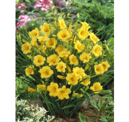 Hemerocallis 'Stella de Oro' / Ľaliovka, C1,5
