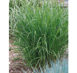 Miscanthus sinensis ´Ferner Osten´ / Ozdobnica čínska, K9