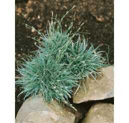 Carex conica ´Variegata´/ Ostrica, C1