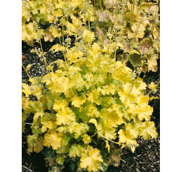 Heuchera 'Lime Rickey' / Heuchera, C1,5