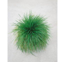 Festuca ovina ´Pallens´ / Kostrava, K9