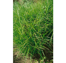 Carex muskingumensis 'Little Midge' / Ostrica muskingumenská, K9