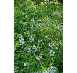 Amsonia hubrichtii / Amzónia, C1